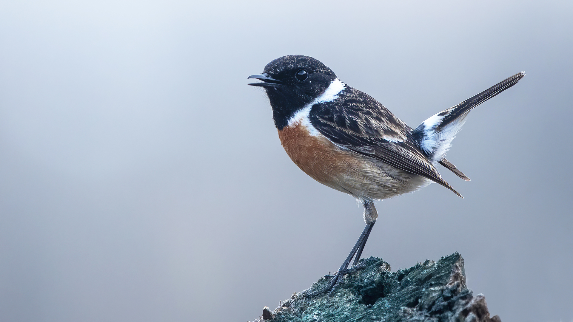 European Stonechat